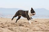 BOSTON TERRIER 411